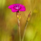 carnation